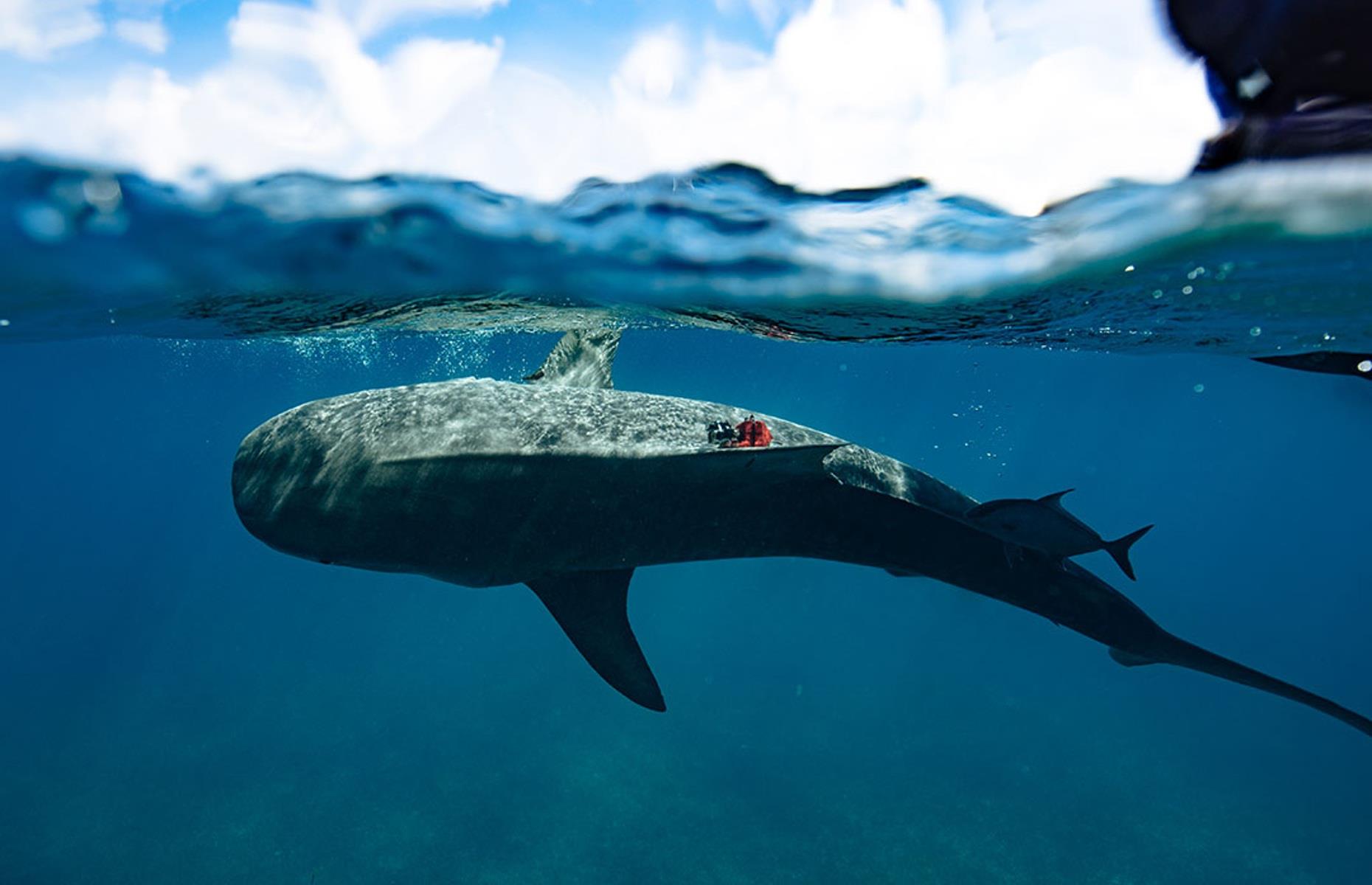 The world’s largest seagrass forest was found – by sharks