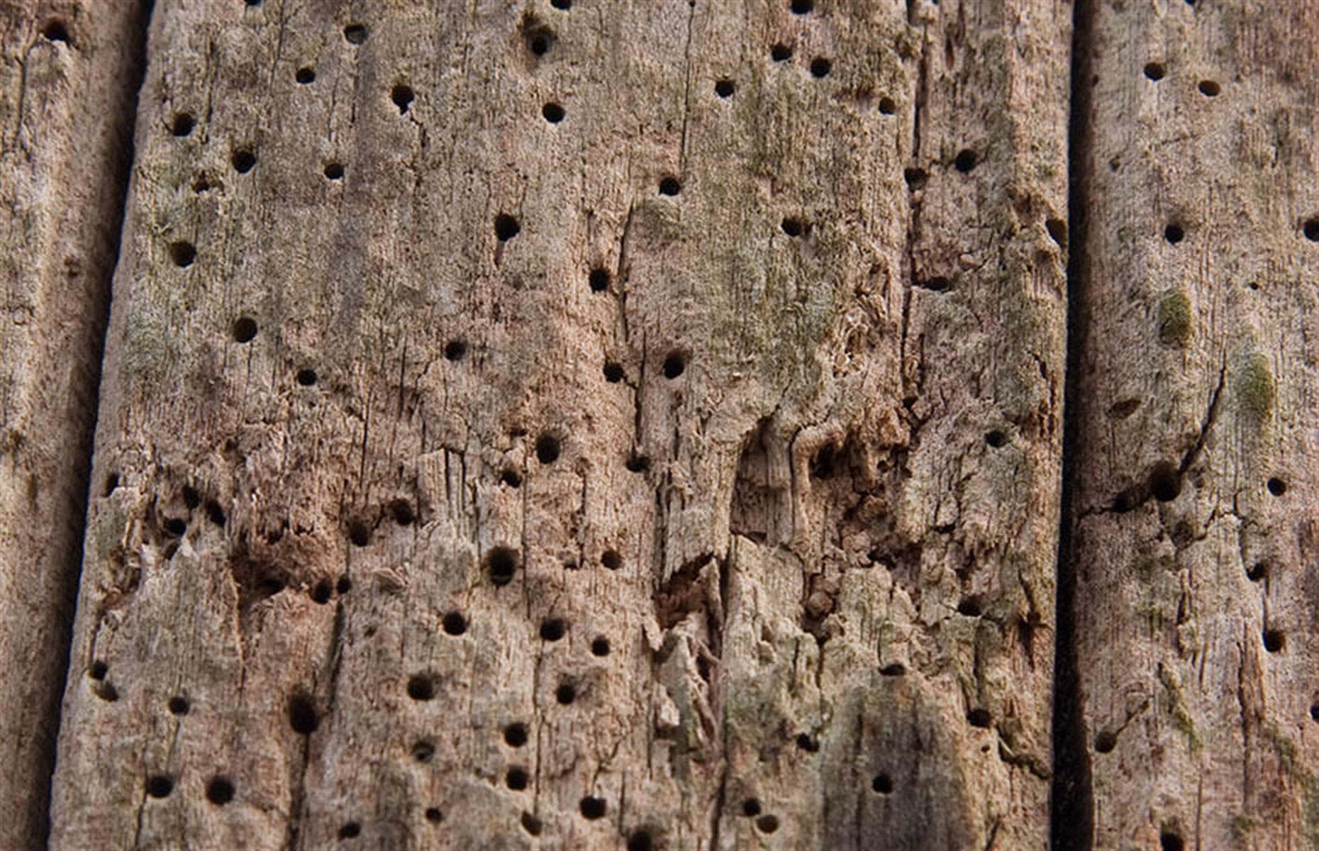 Woodworm infestation