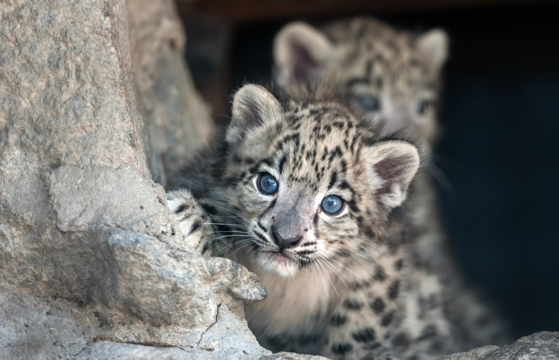 Track snow leopards in the Himalayas
