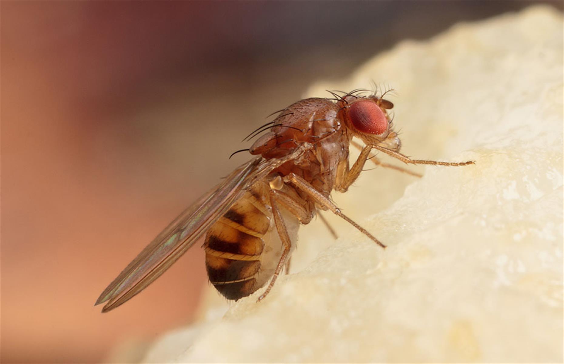 Schädlinge: Fruchtfliegen