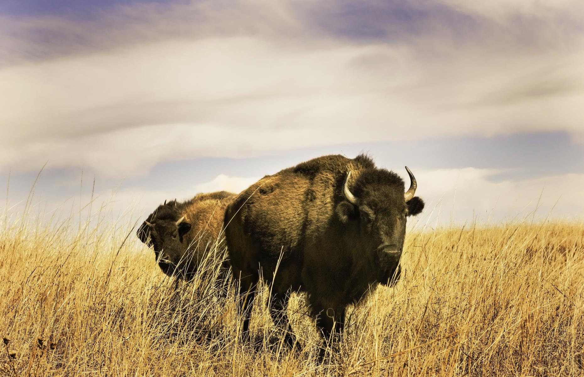 Tallgrass Prairie National Preserve, Kansas