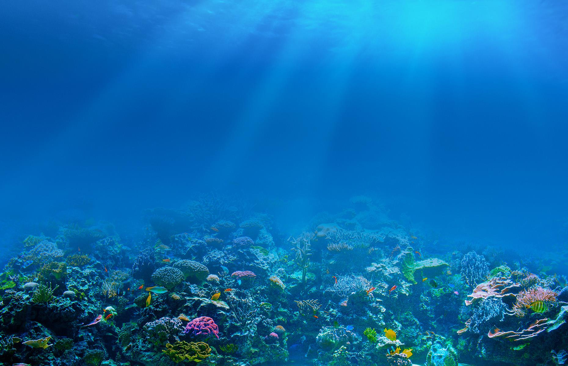 The ocean floor