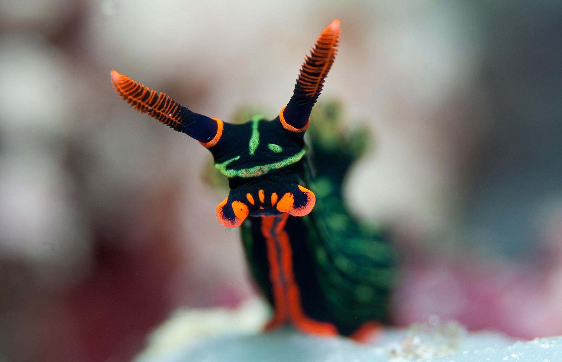 Sea slug, Solomon Islands