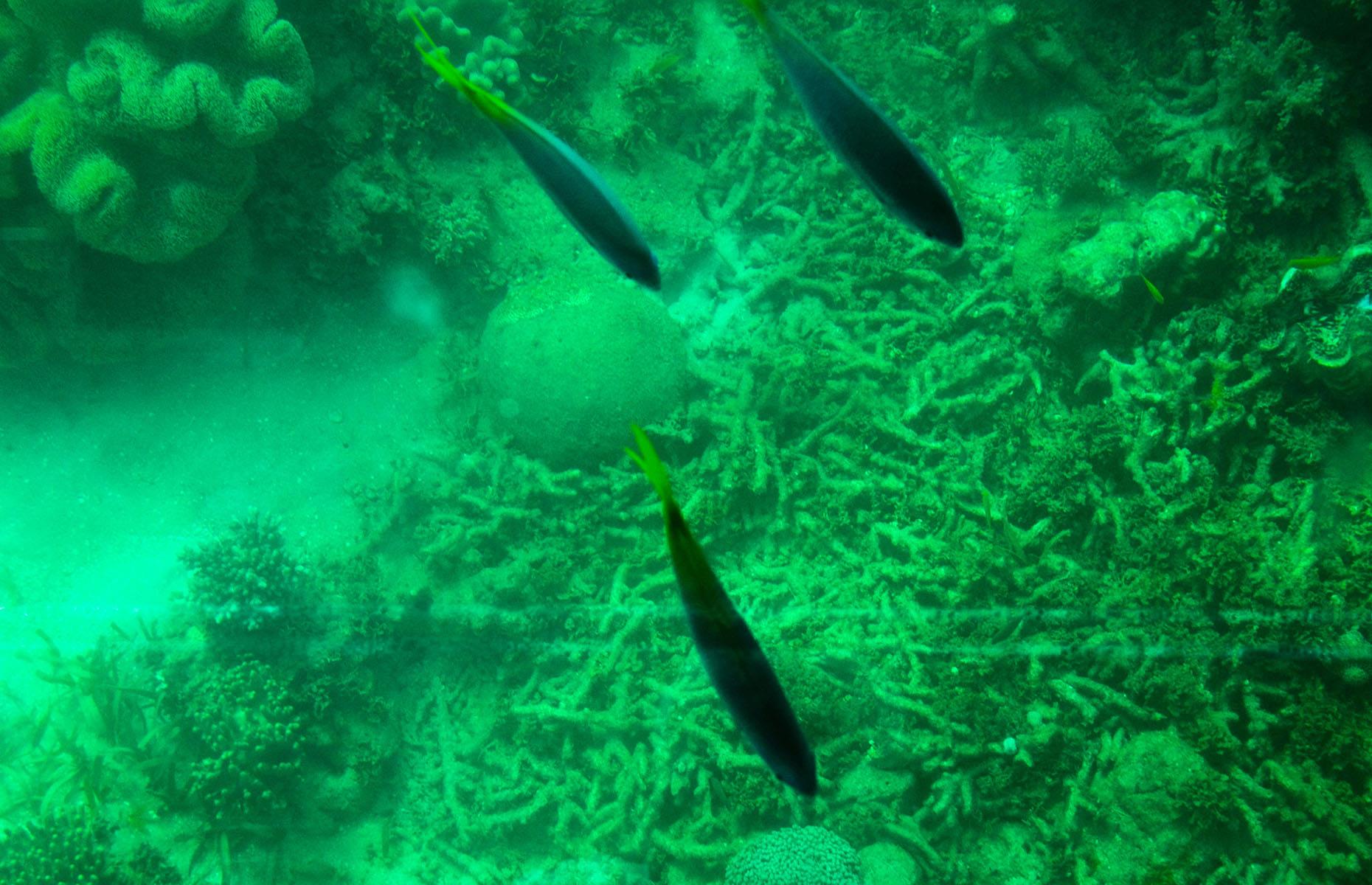 Dust storms are killing Australia’s coral... and bananas.
