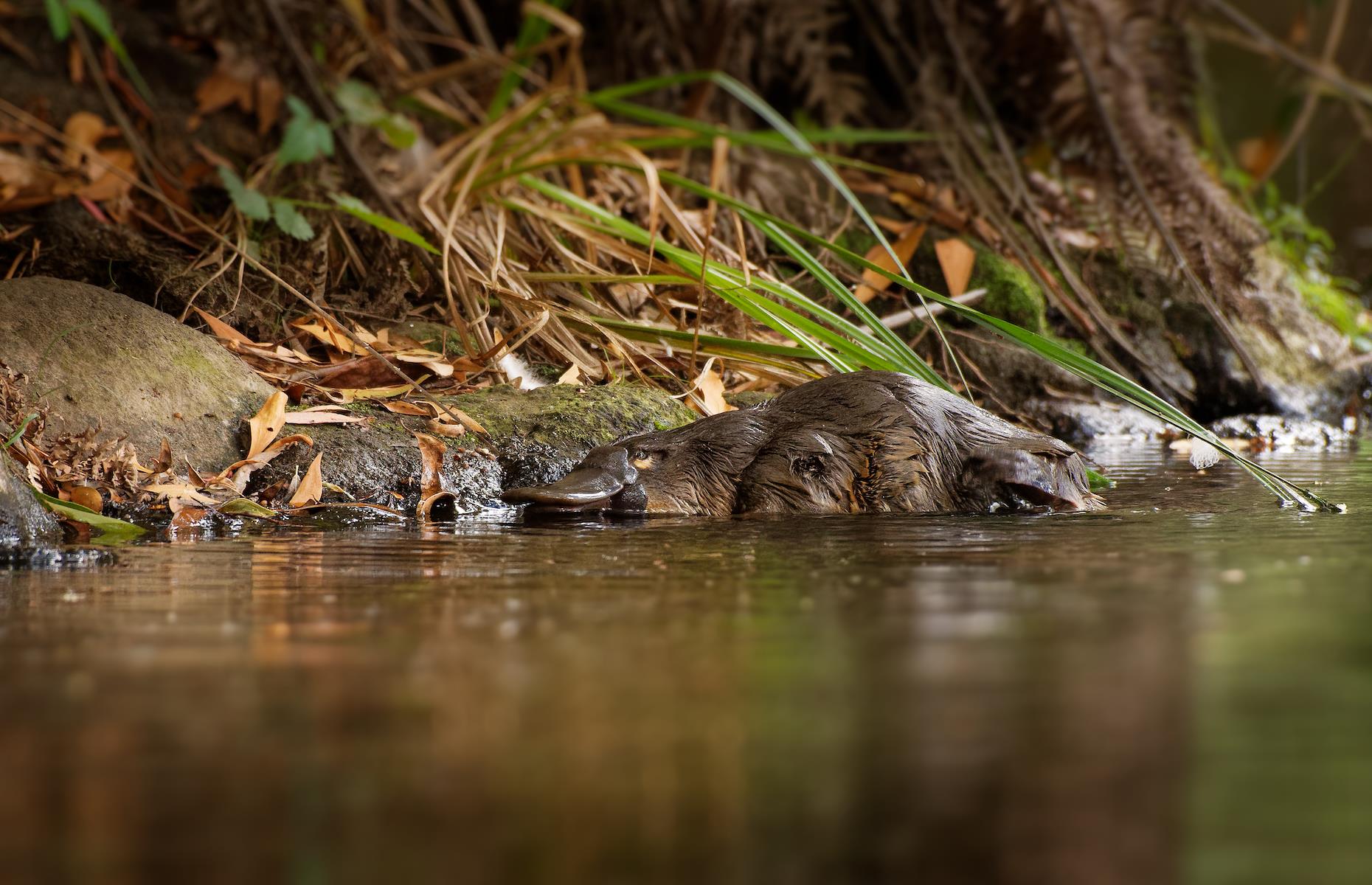 13. Spot the elusive platypus, Latrobe, Tasmania