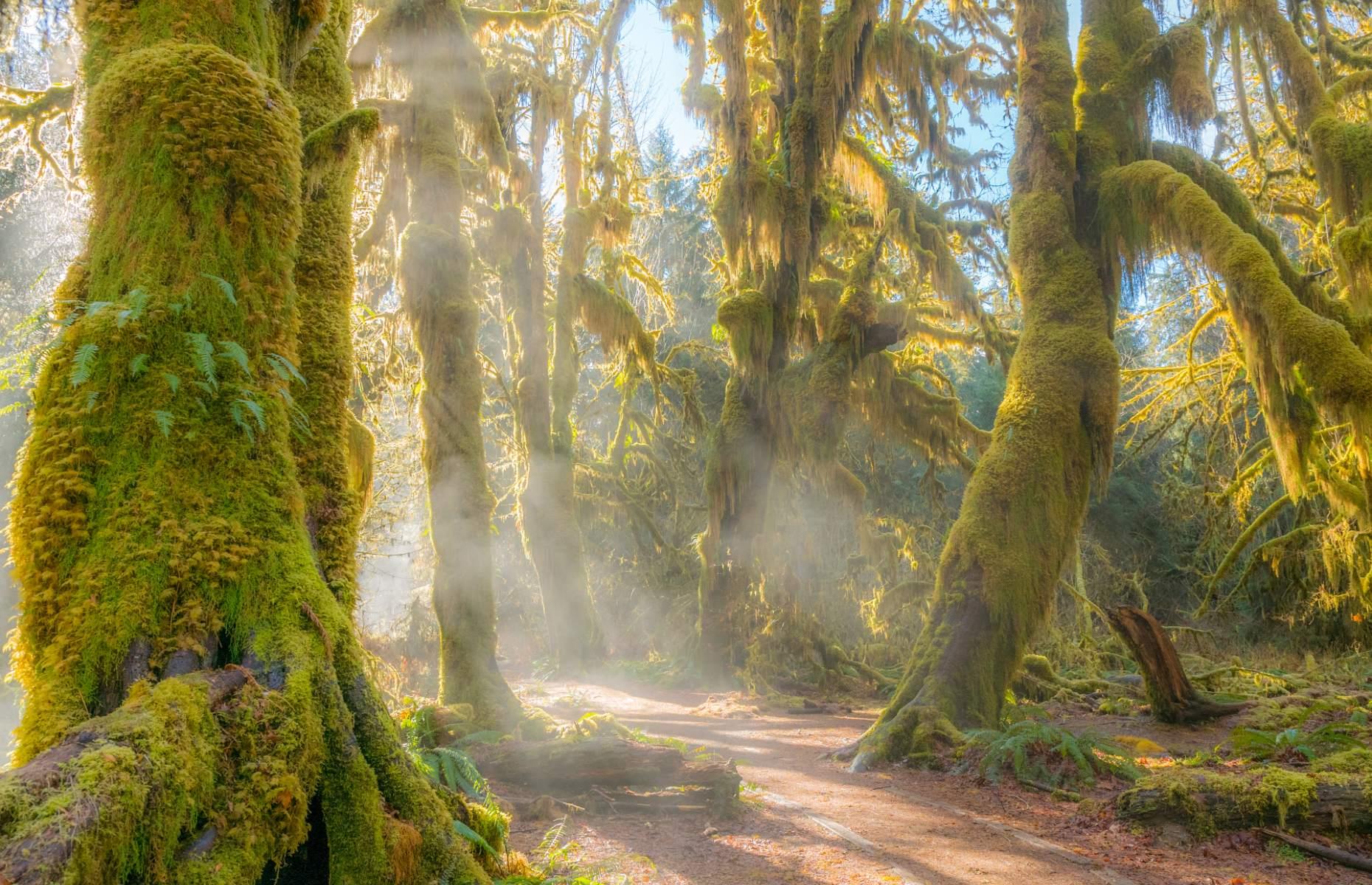 30. Hoh Rain Forest, Olympic Peninsula, Washington