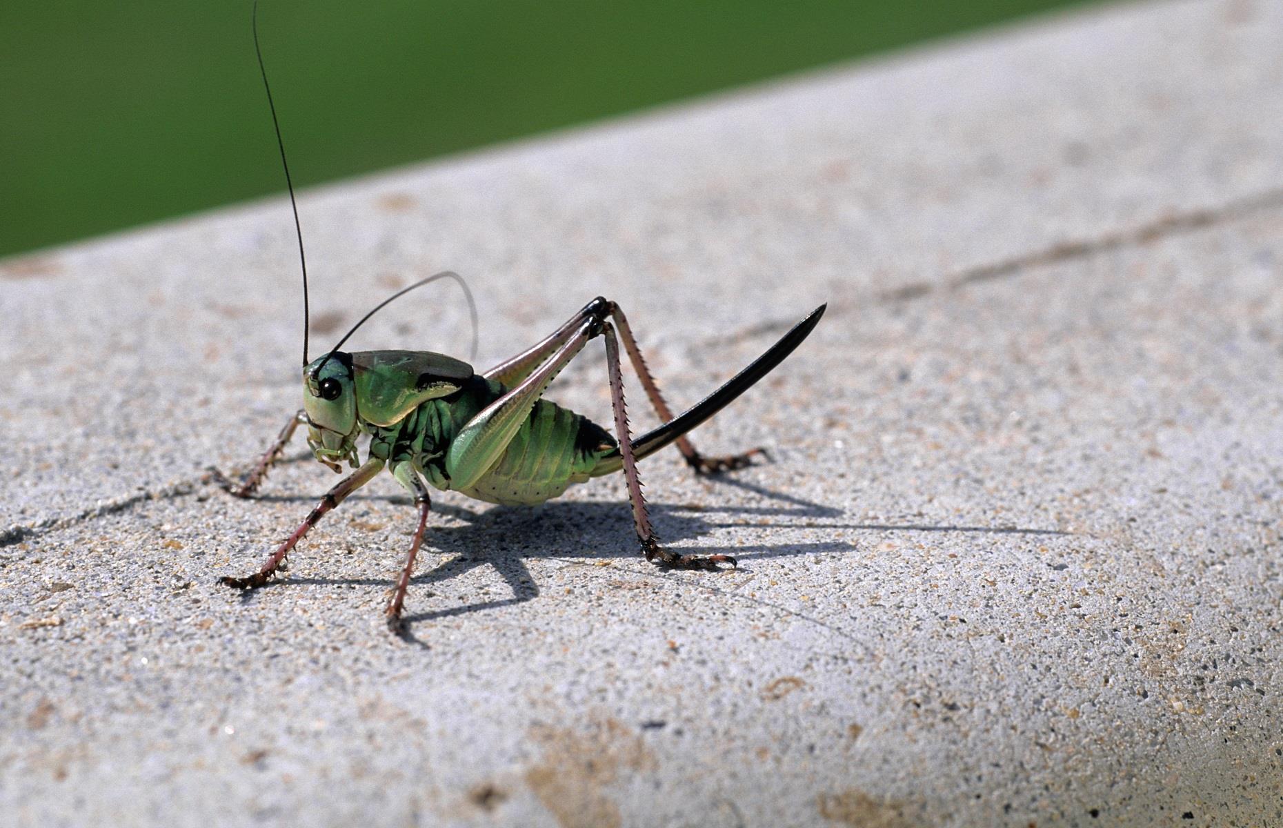 Household pest: Mormon crickets