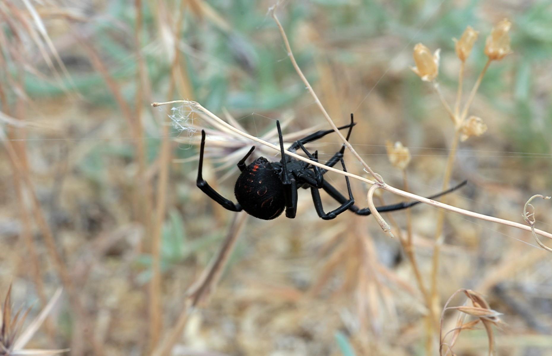 5. Mediterranean black widow spider
