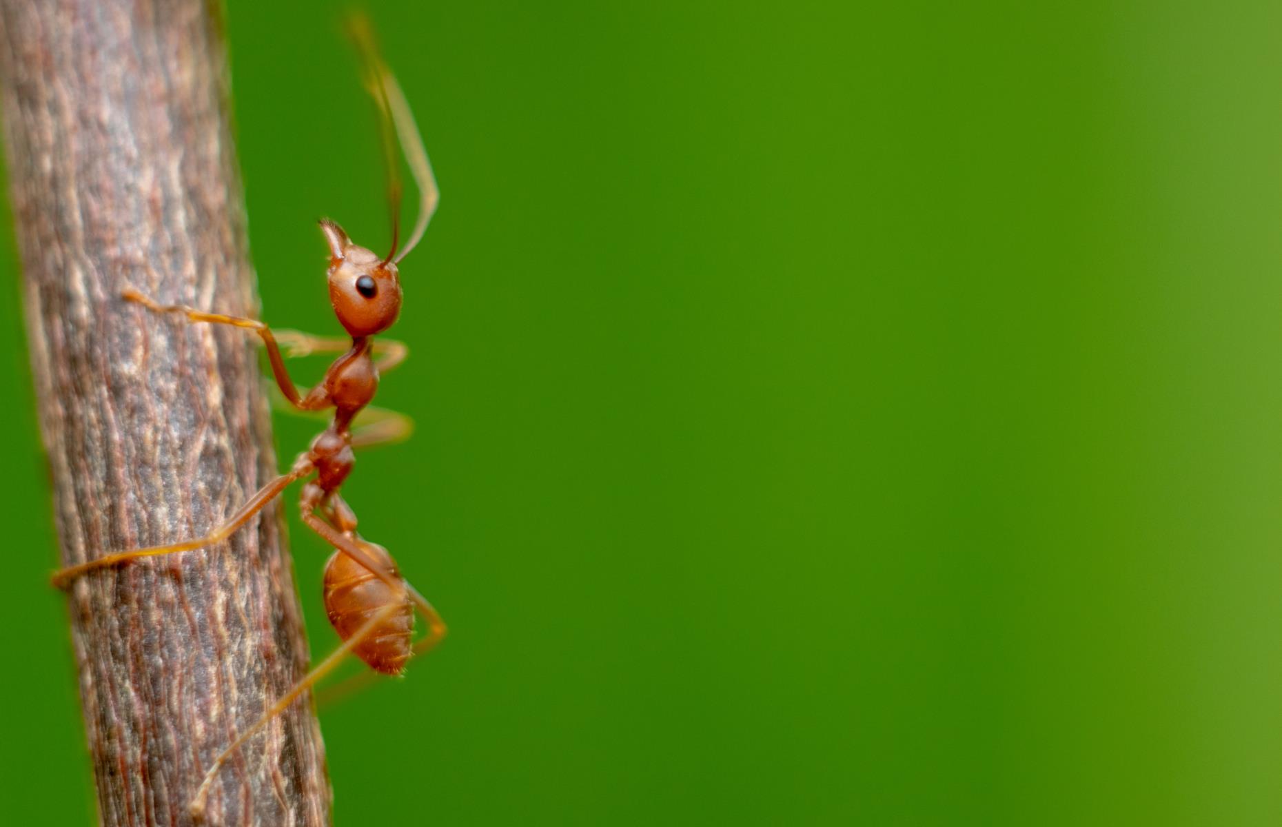 Fire ant
