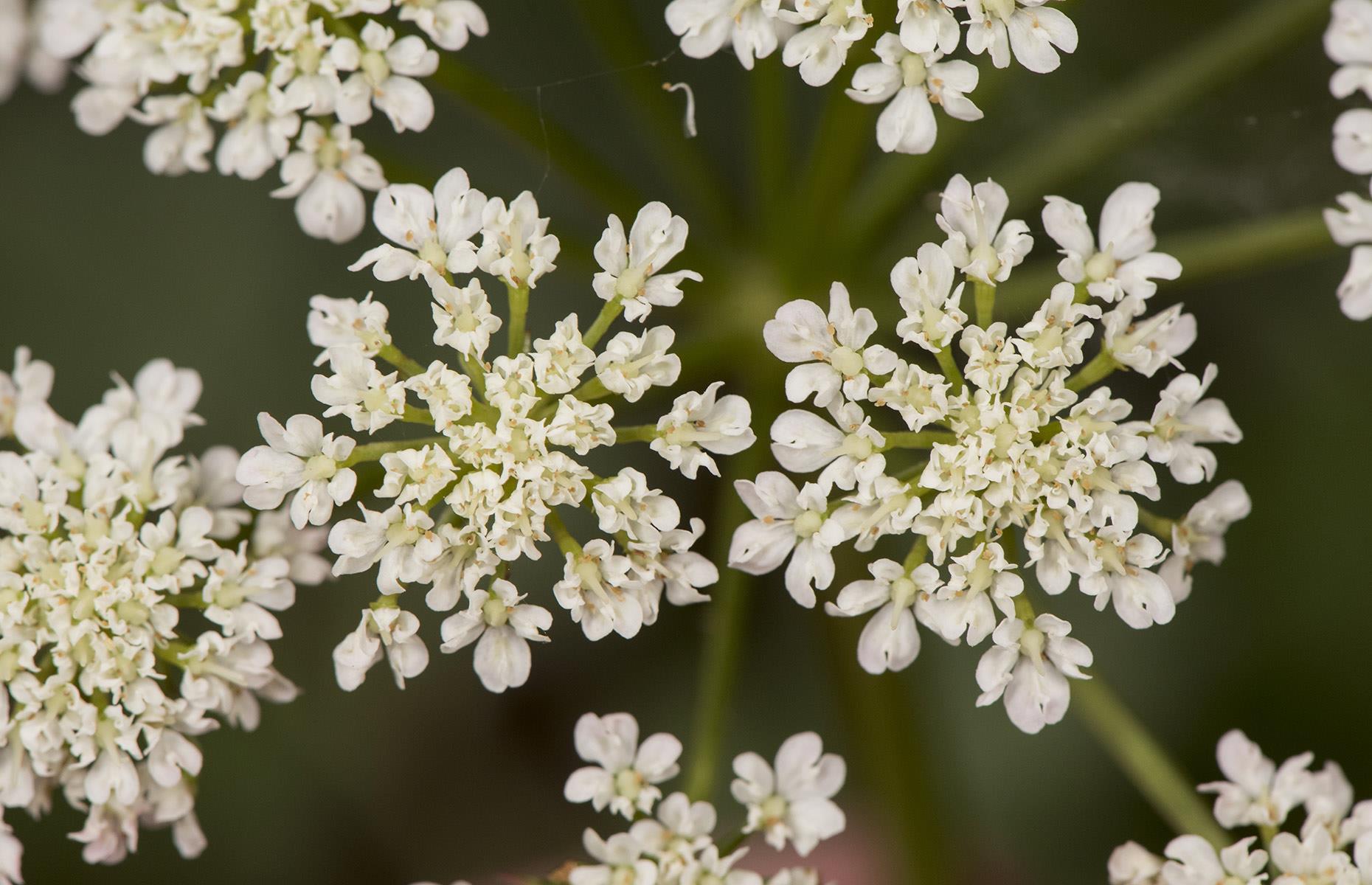 How to stop hemlock water-dropwort causing harm