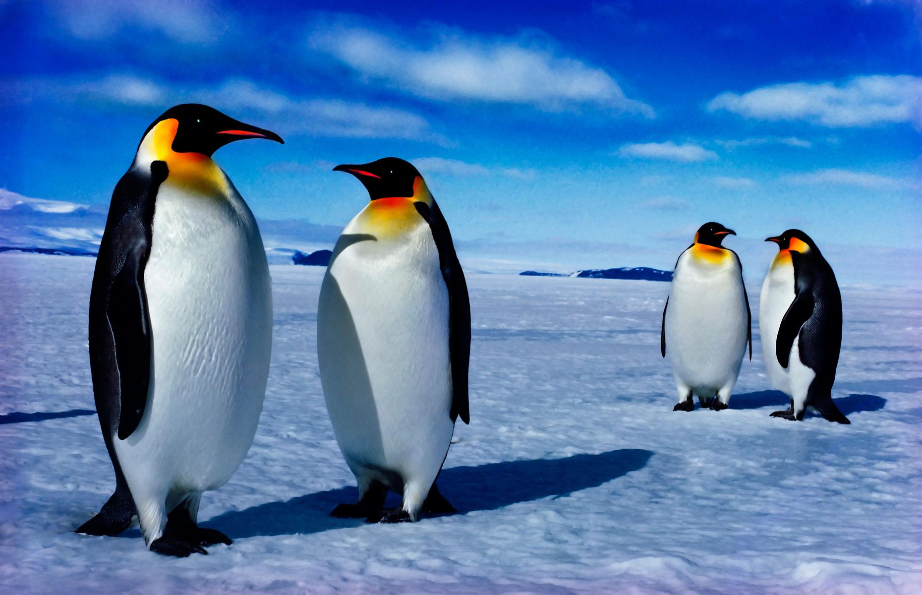 Male emperor penguins crash diet