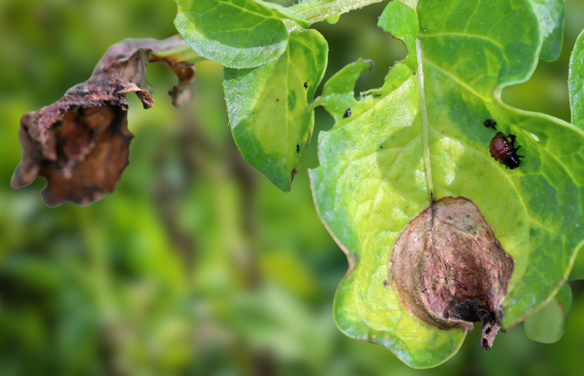 Type of mould: Alternaria