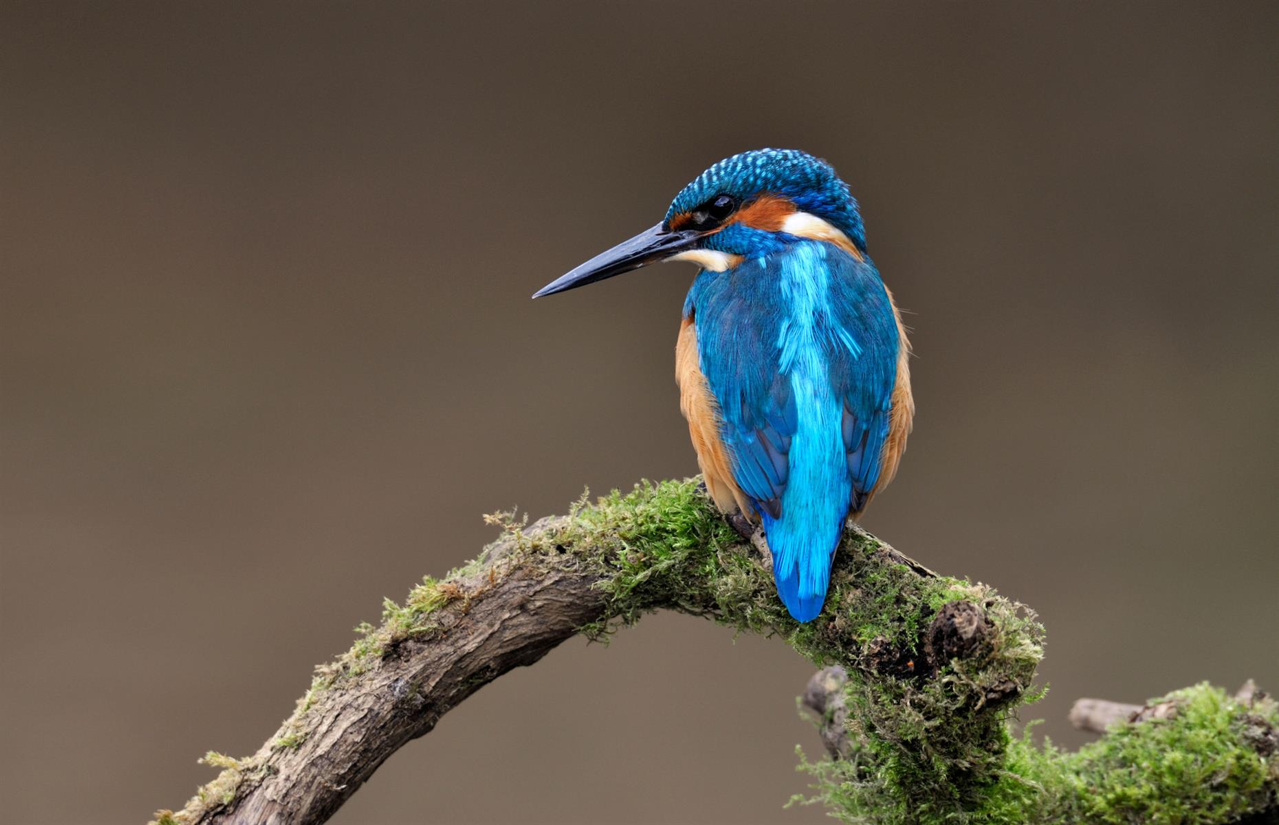 Kingfisher feathers are actually brown