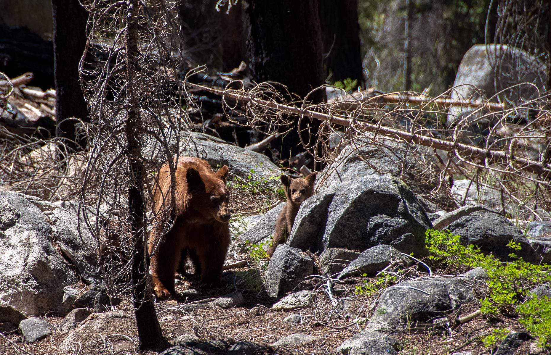Bears party in Yosemite National Park, California, USA