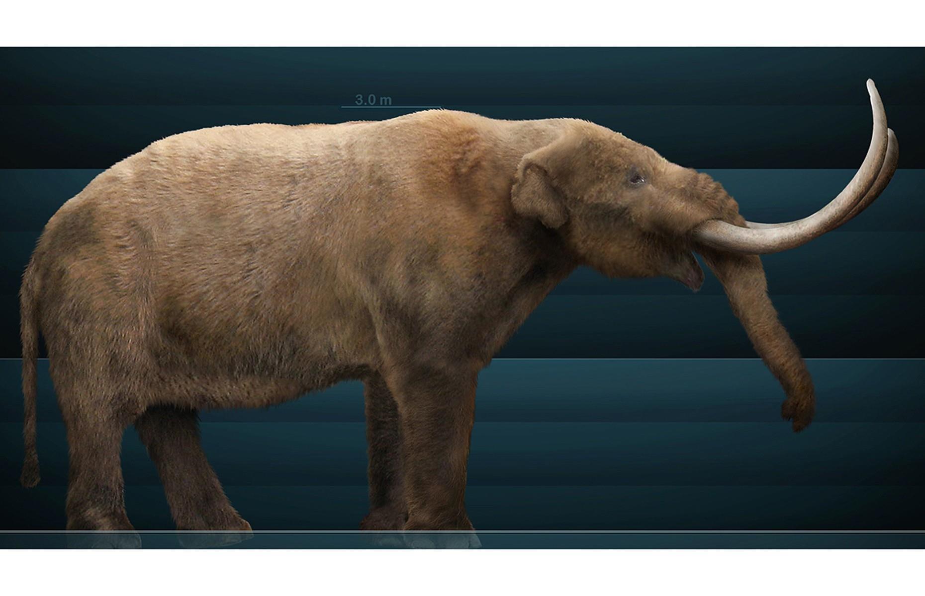 American mastodon
