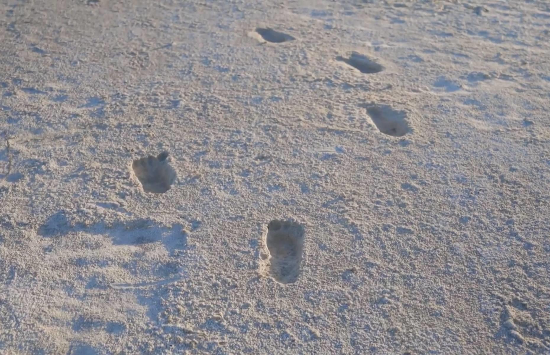 North America’s oldest human footprints, New Mexico, USA