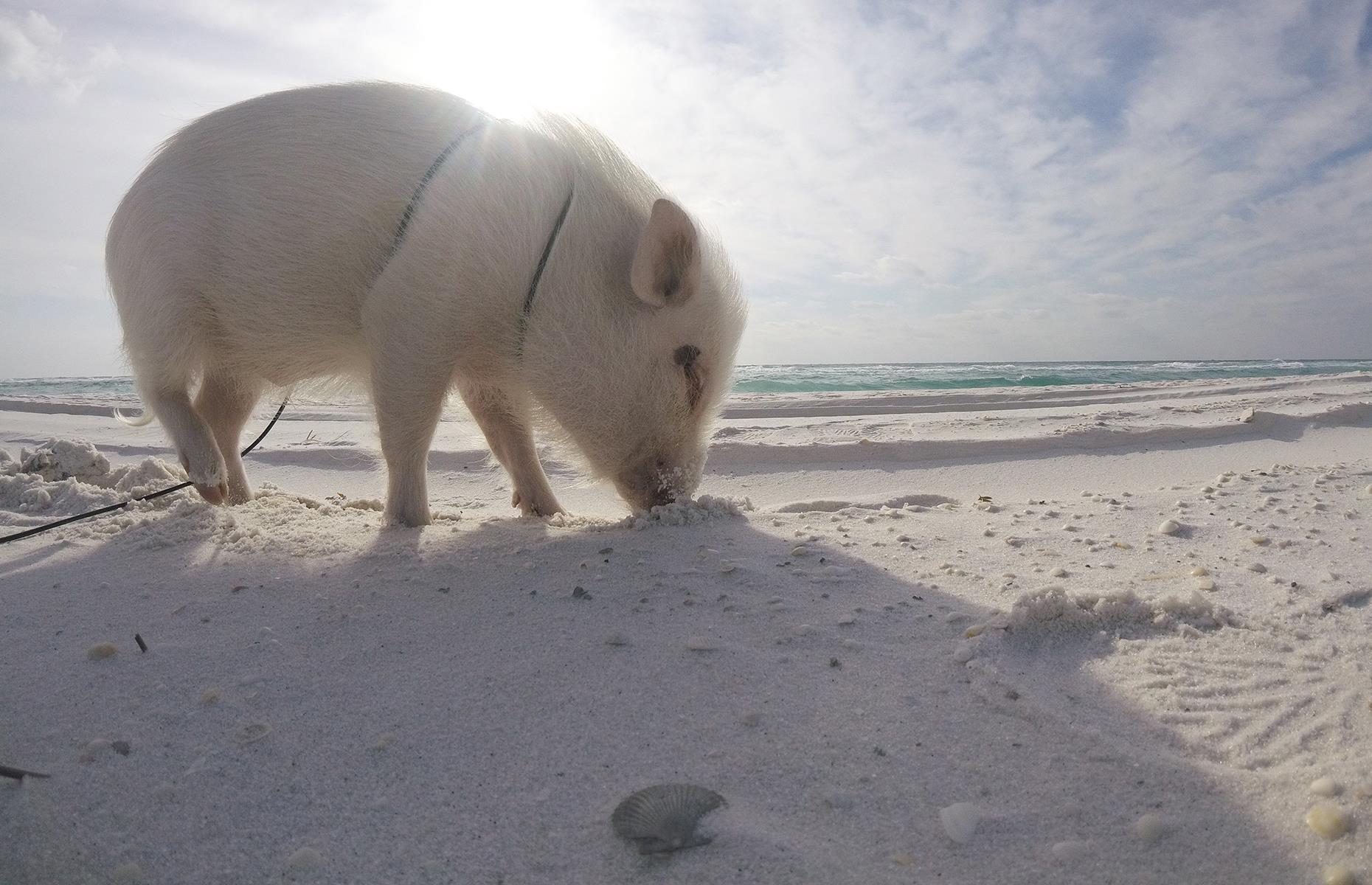 Oliver the Pig