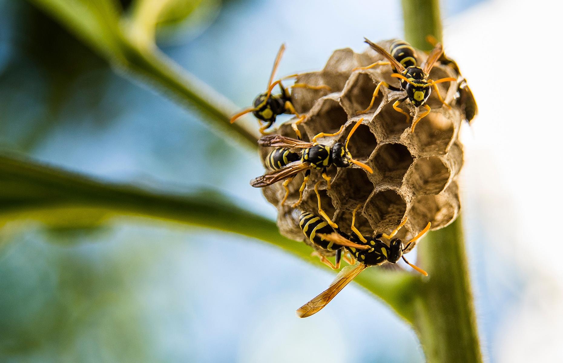 A terrifying new wasp species was discovered