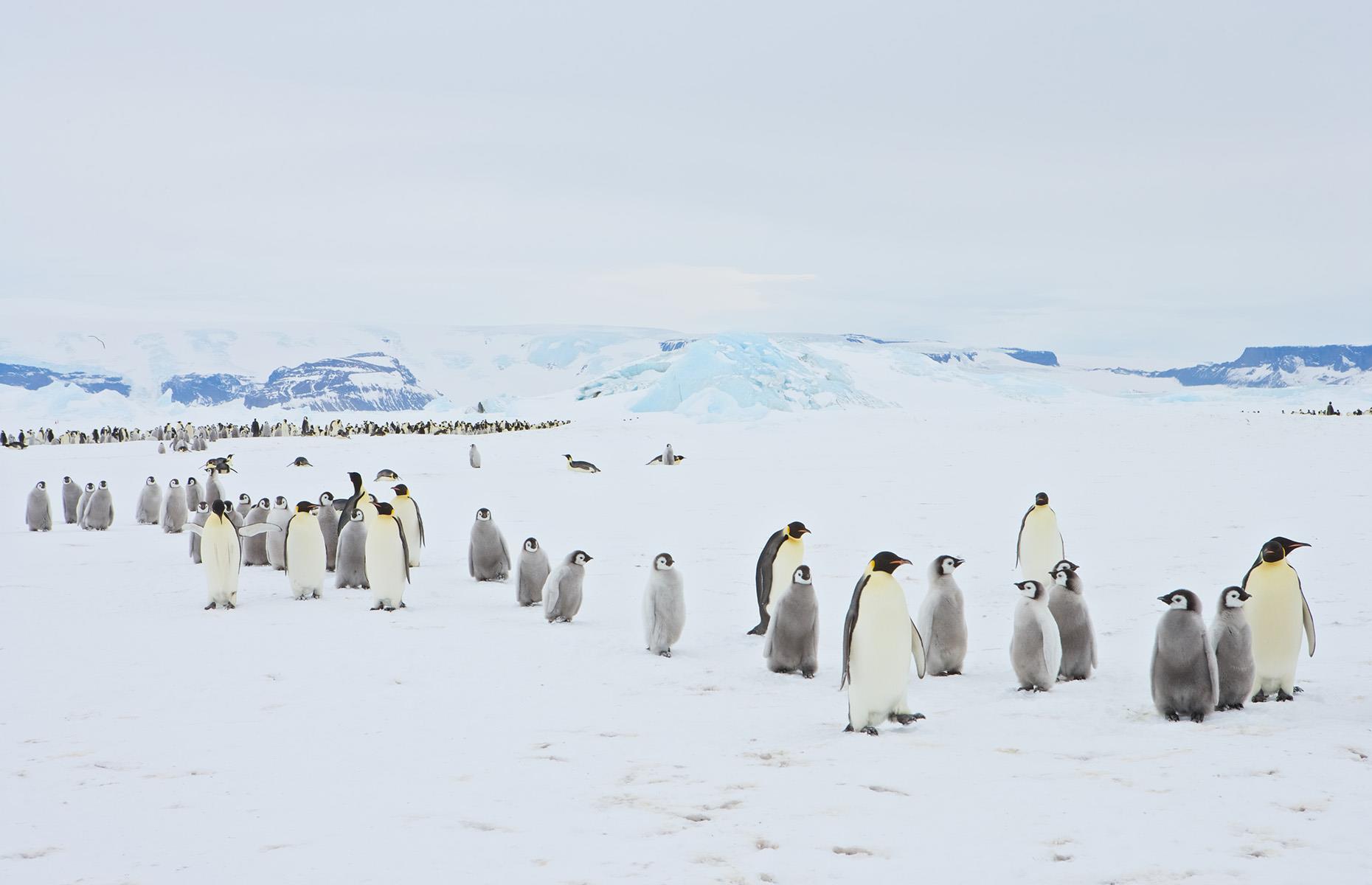 March of the emperor penguins, Antarctica