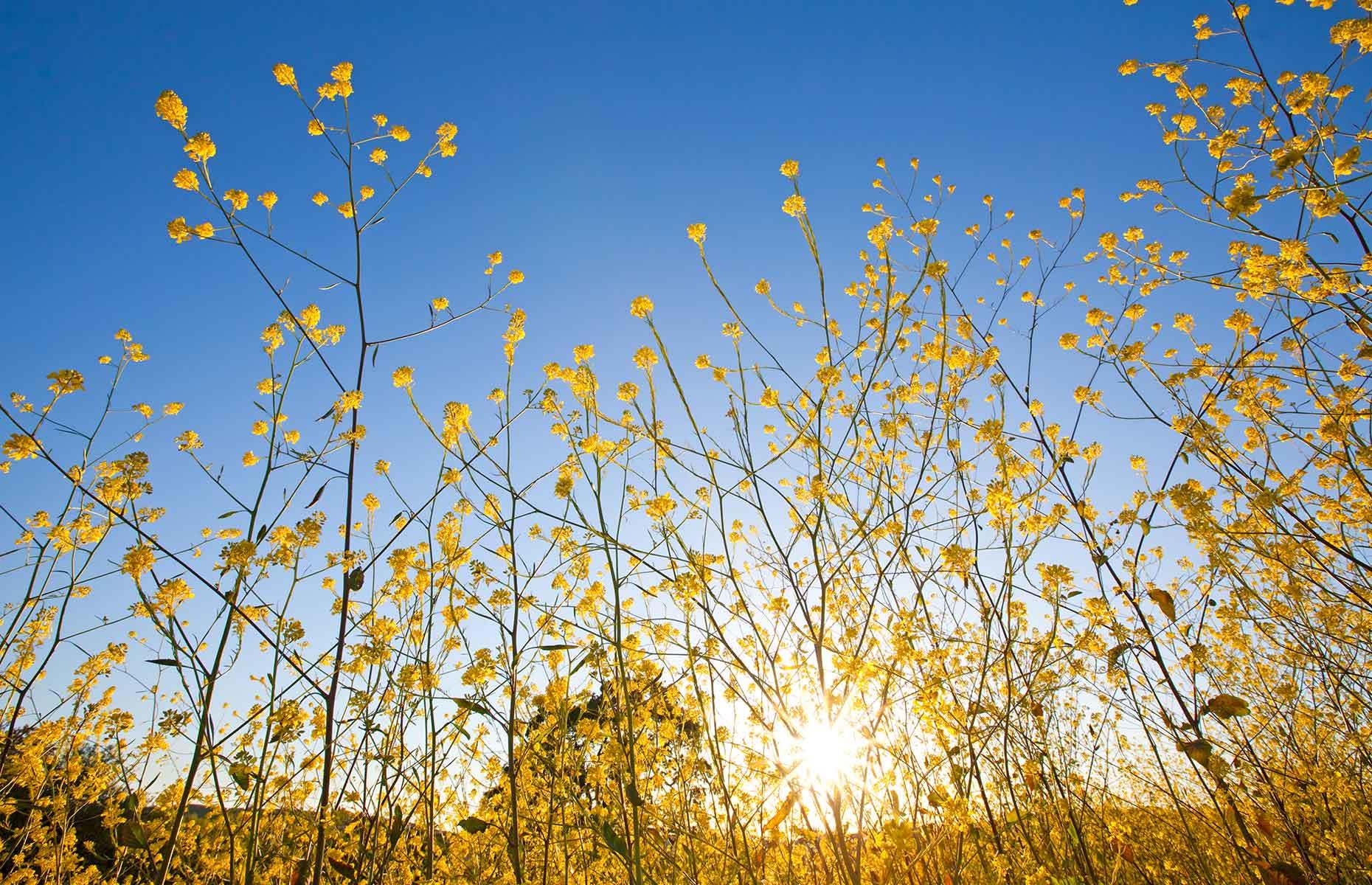 Your hay fever symptoms can predict food allergies