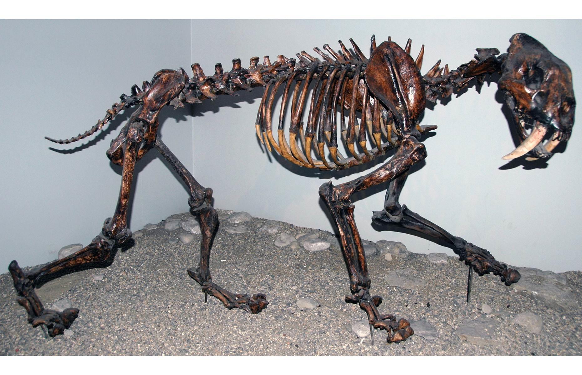 Sabre-toothed cat