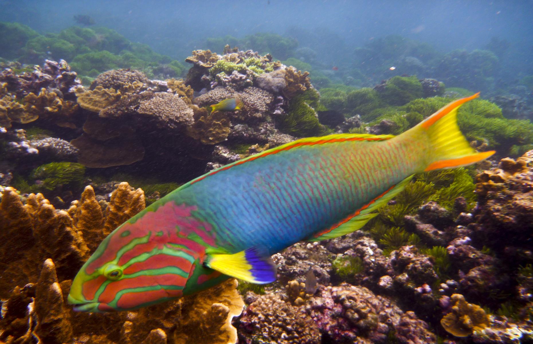 7. Go night snorkelling, Lord Howe Island, New South Wales