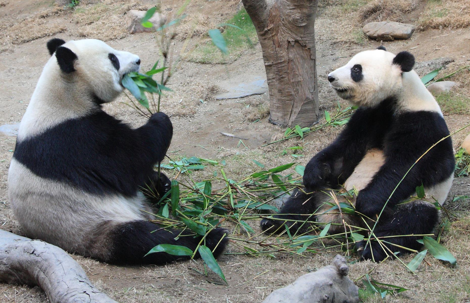 Giant pandas mate in Hong Kong