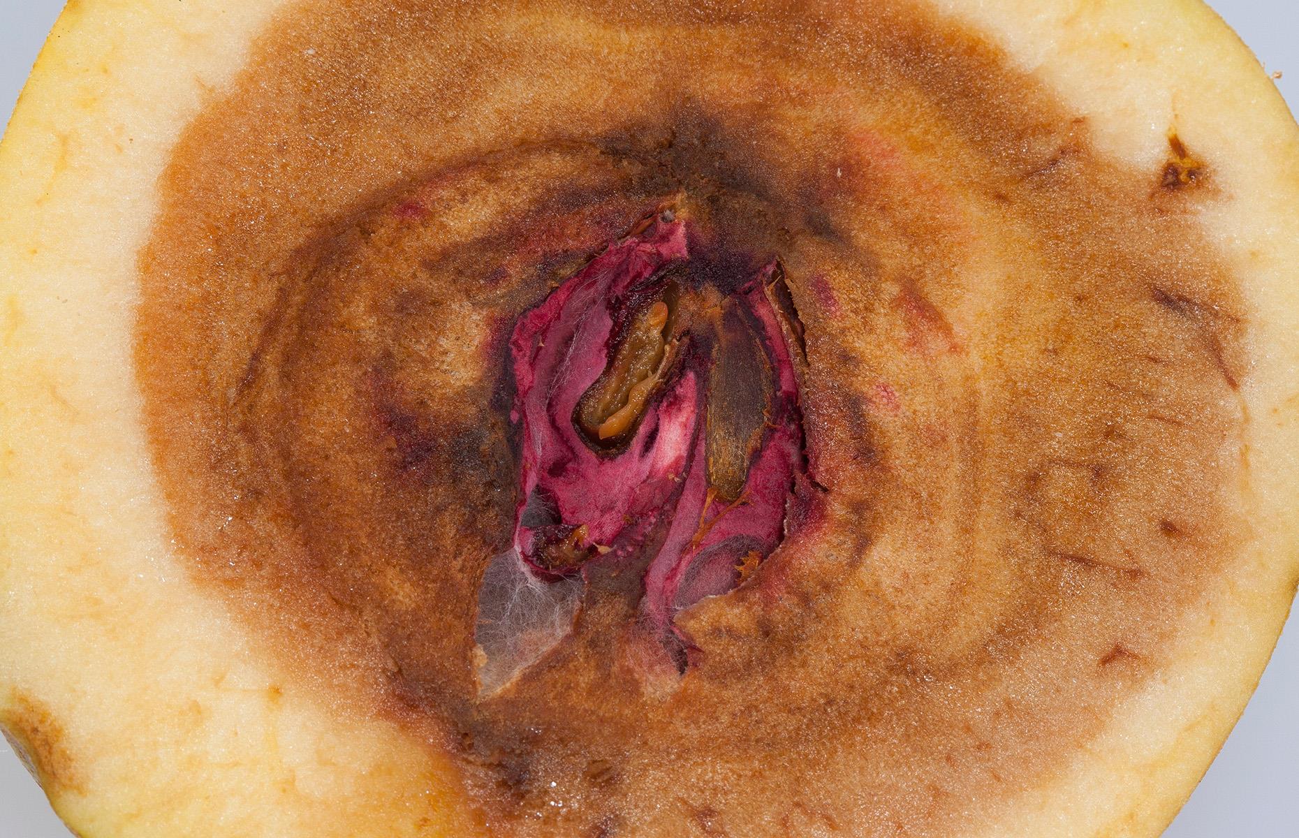 Fusarium