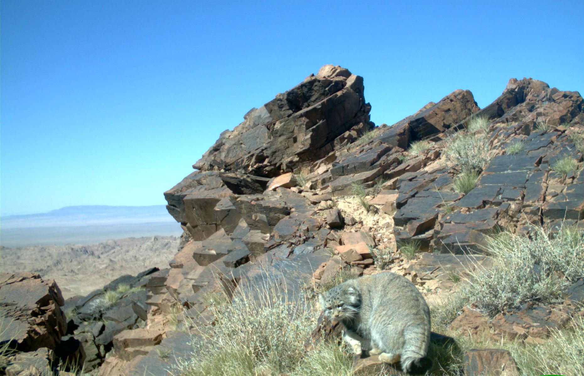 Pallas's cat in Sweden