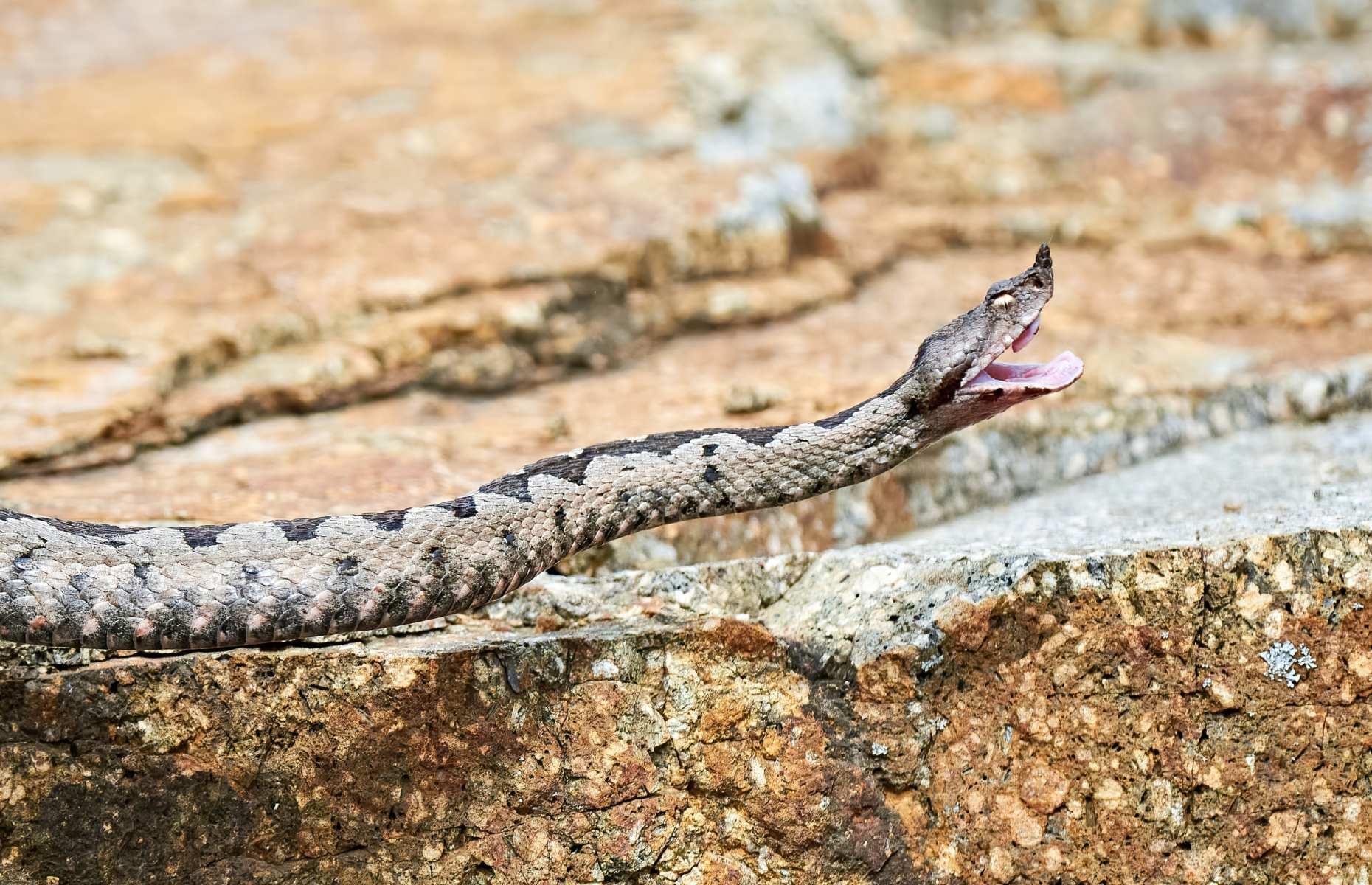 11. Nose-horned viper