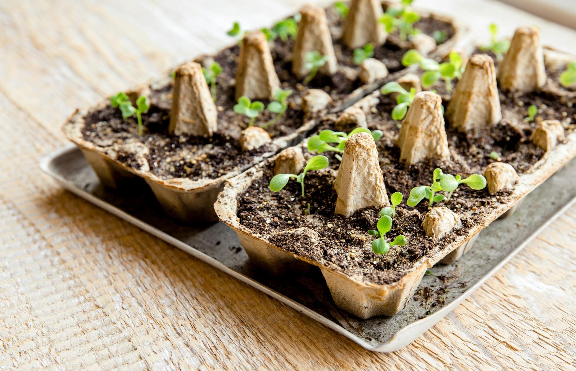 Plant seedlings in egg boxes