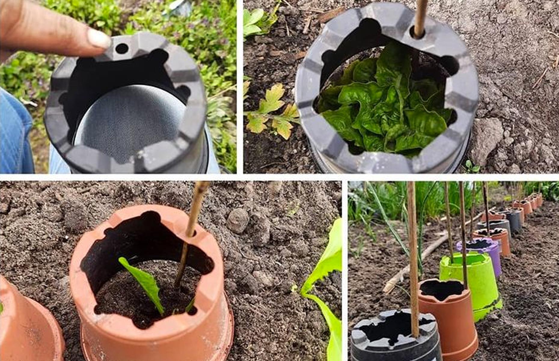 Protect young plants with old flowerpots