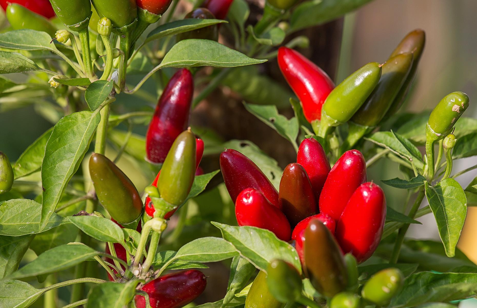 Everything you need to know about cooking with chilli lovefood.com