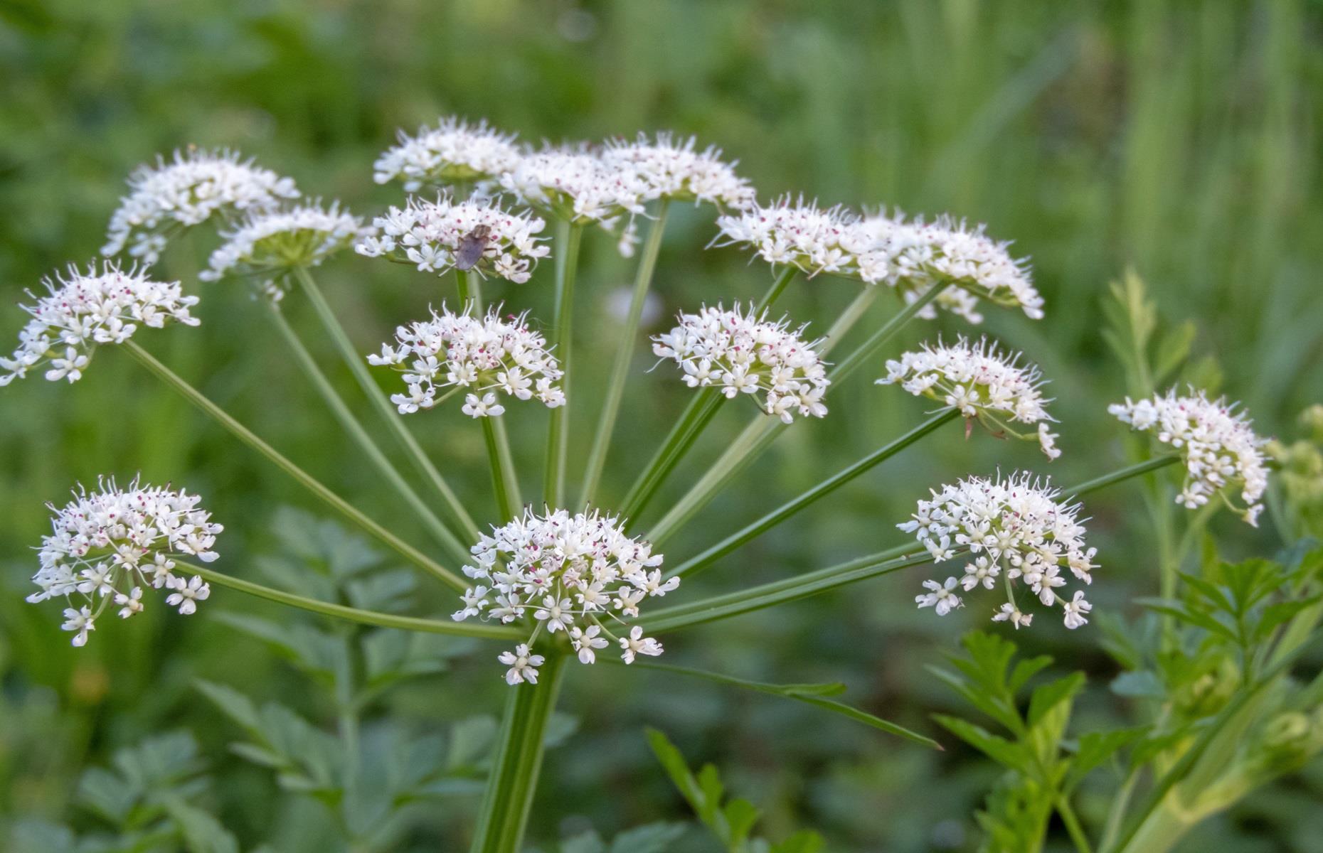 What problems can hemlock water-dropwort cause?