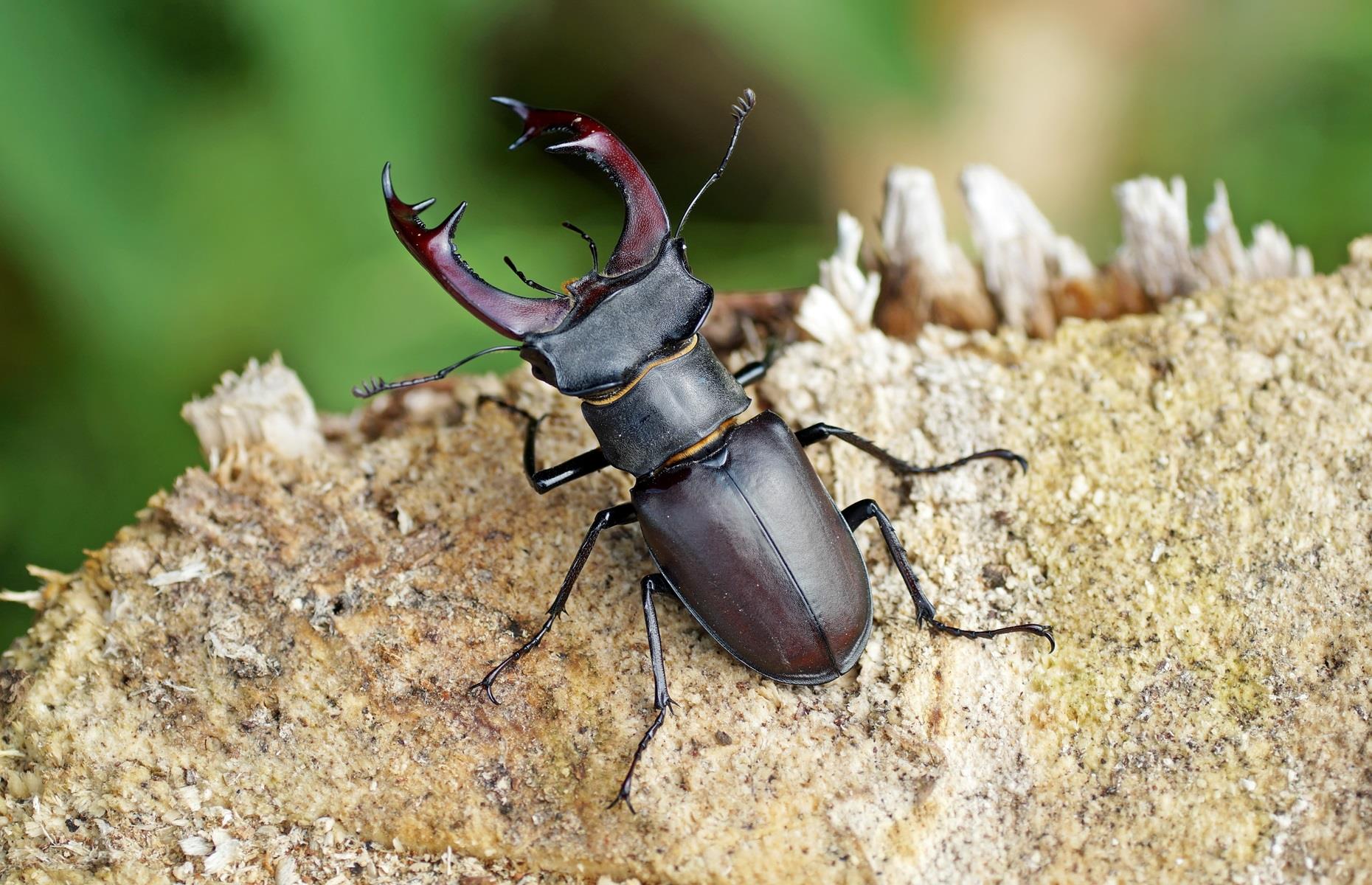 How to get rid of beetles legally
