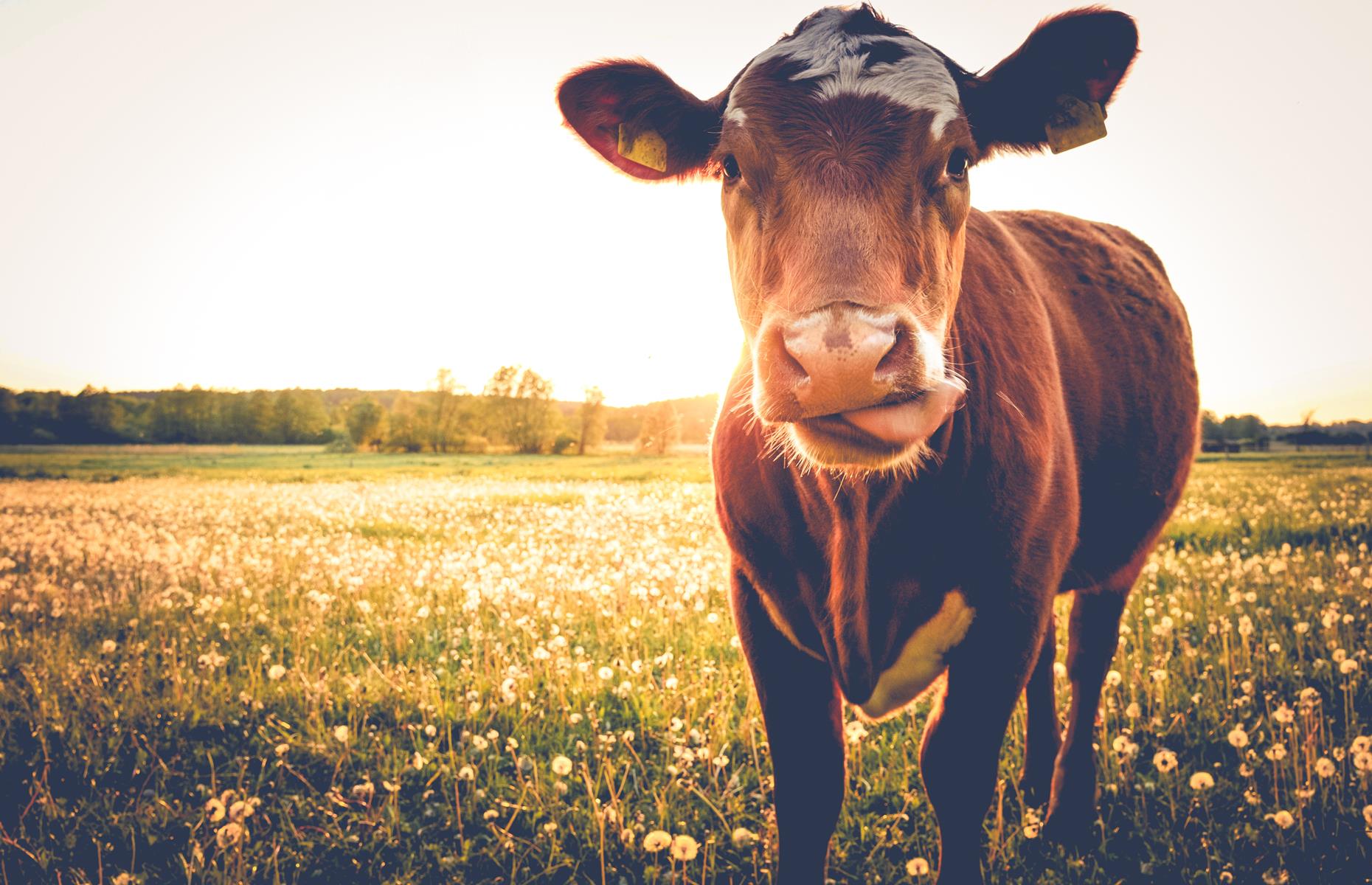 Organic dairy