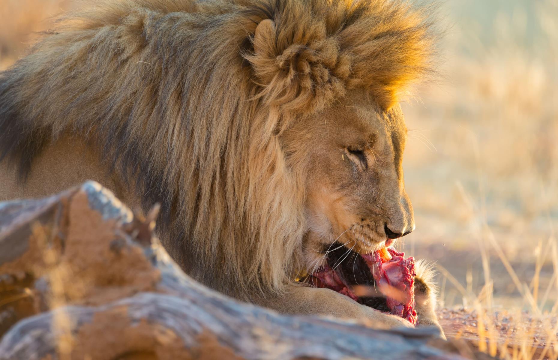 14. The Lion Diet