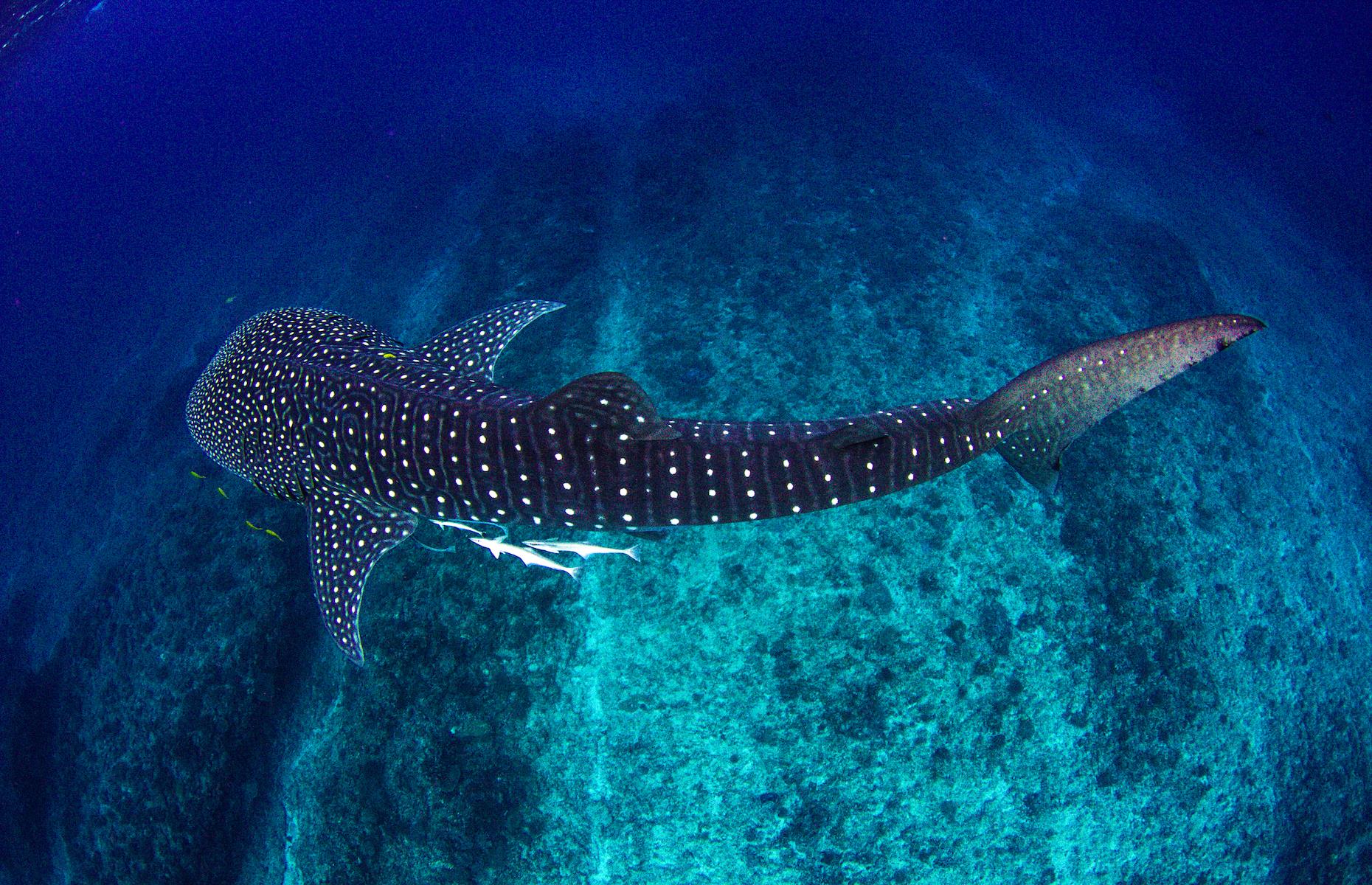 3. Swim with whale sharks, Ningaloo Reef, Western Australia