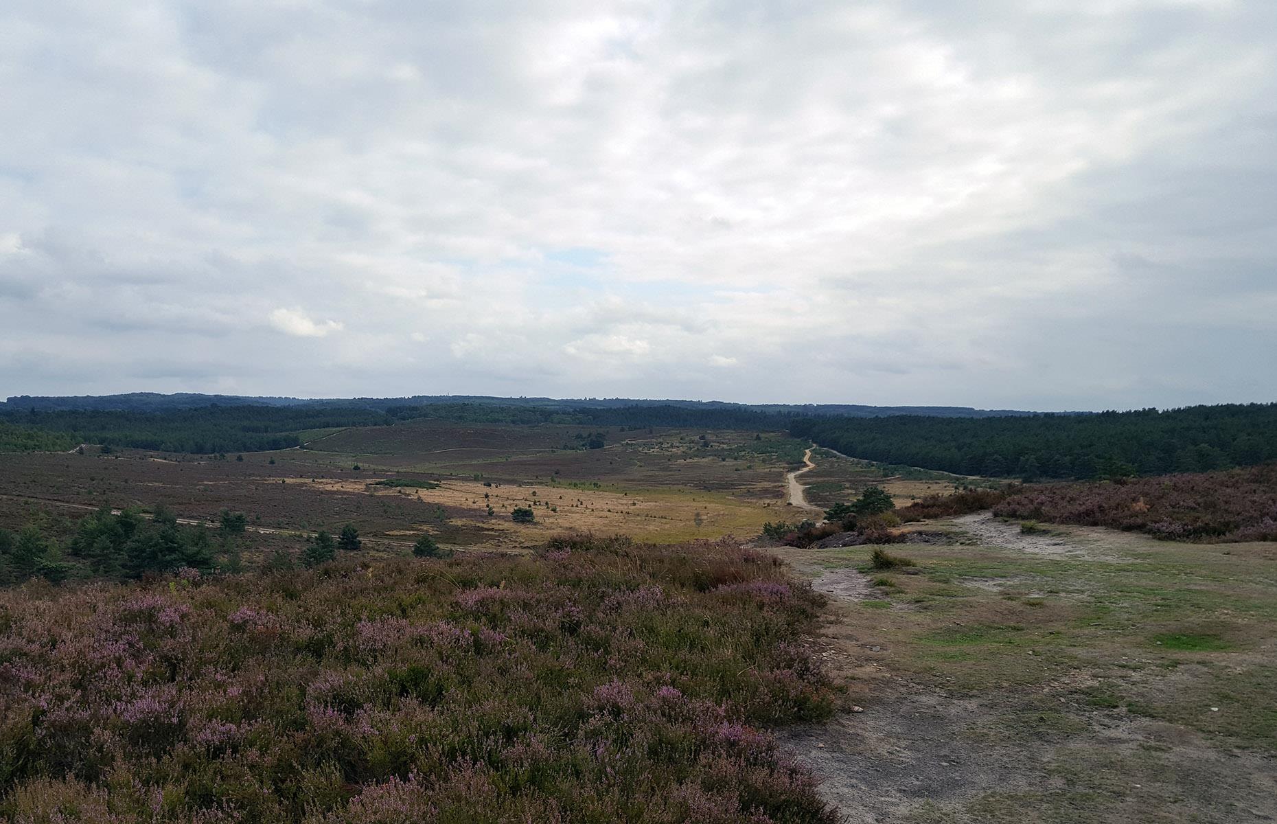 Hankley Common, Surrey, Großbritannien