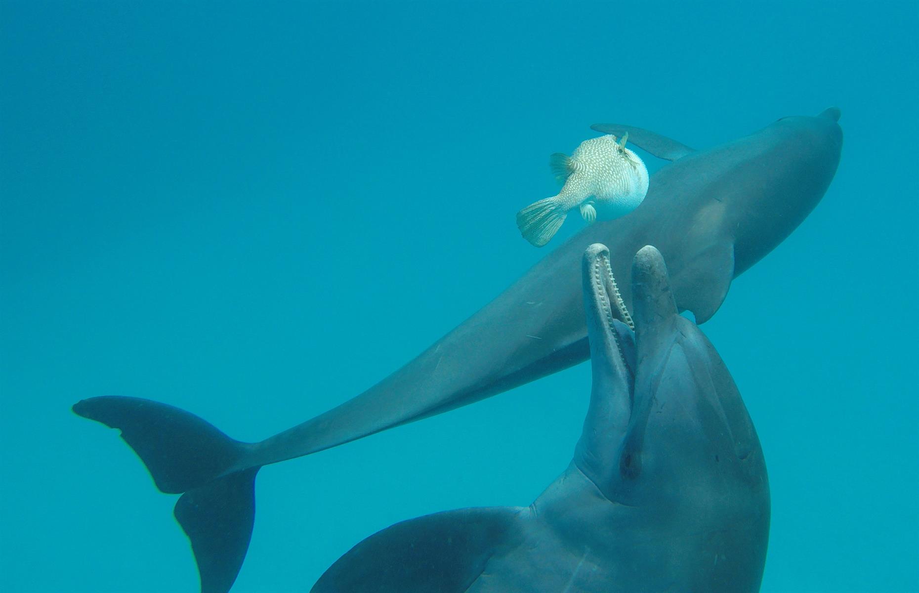 Dolphins use pufferfish to get high