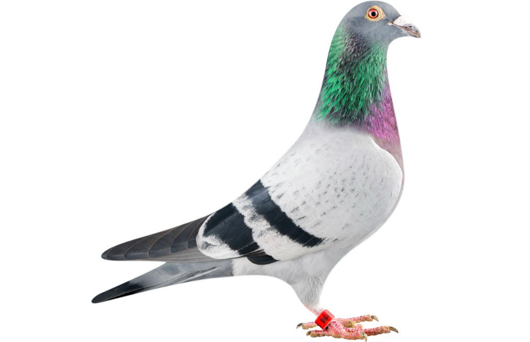 Bolt the racing pigeon, $400,000 (£268k)