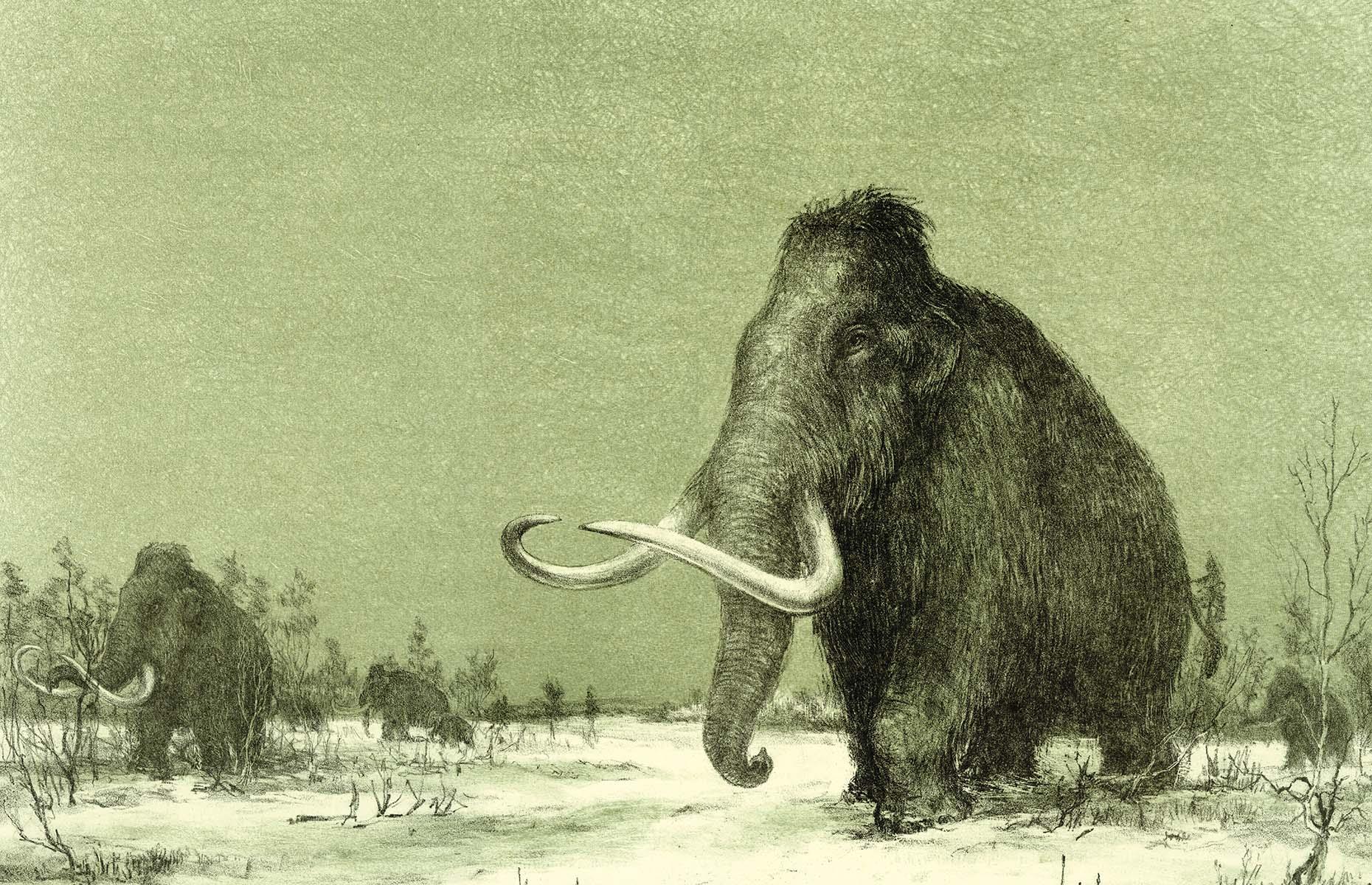 A 30,000-year-old woolly mammoth was unearthed in Canada