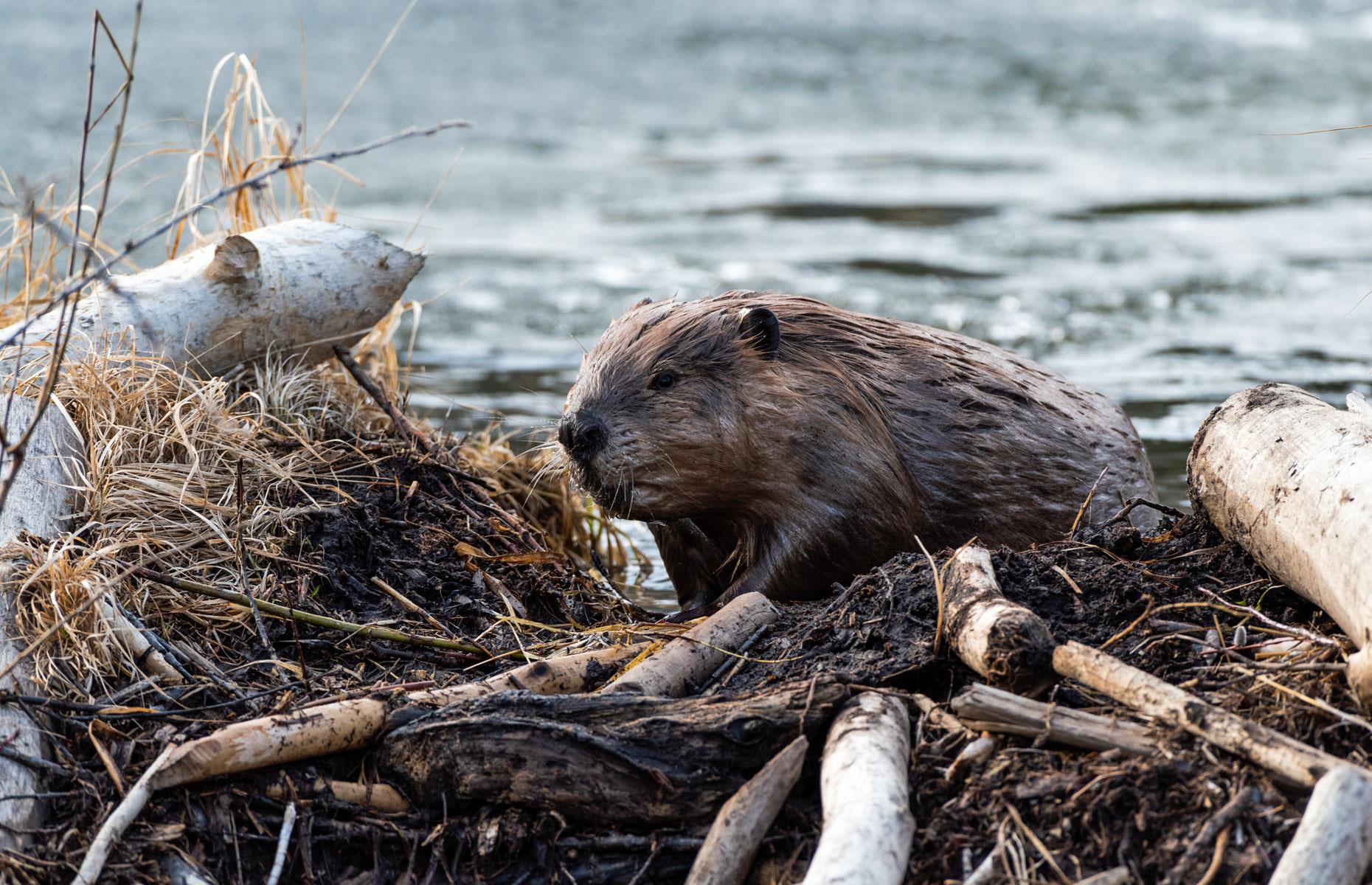 Canada boasts the world's largest beaver dam, which can be seen from space