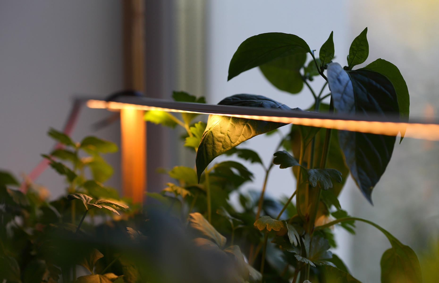 Grow indoor plants
