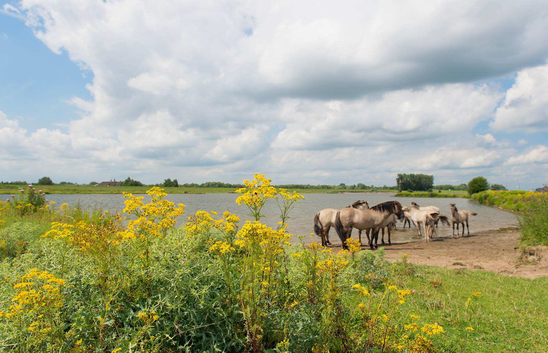 Common ragwort: what can go wrong