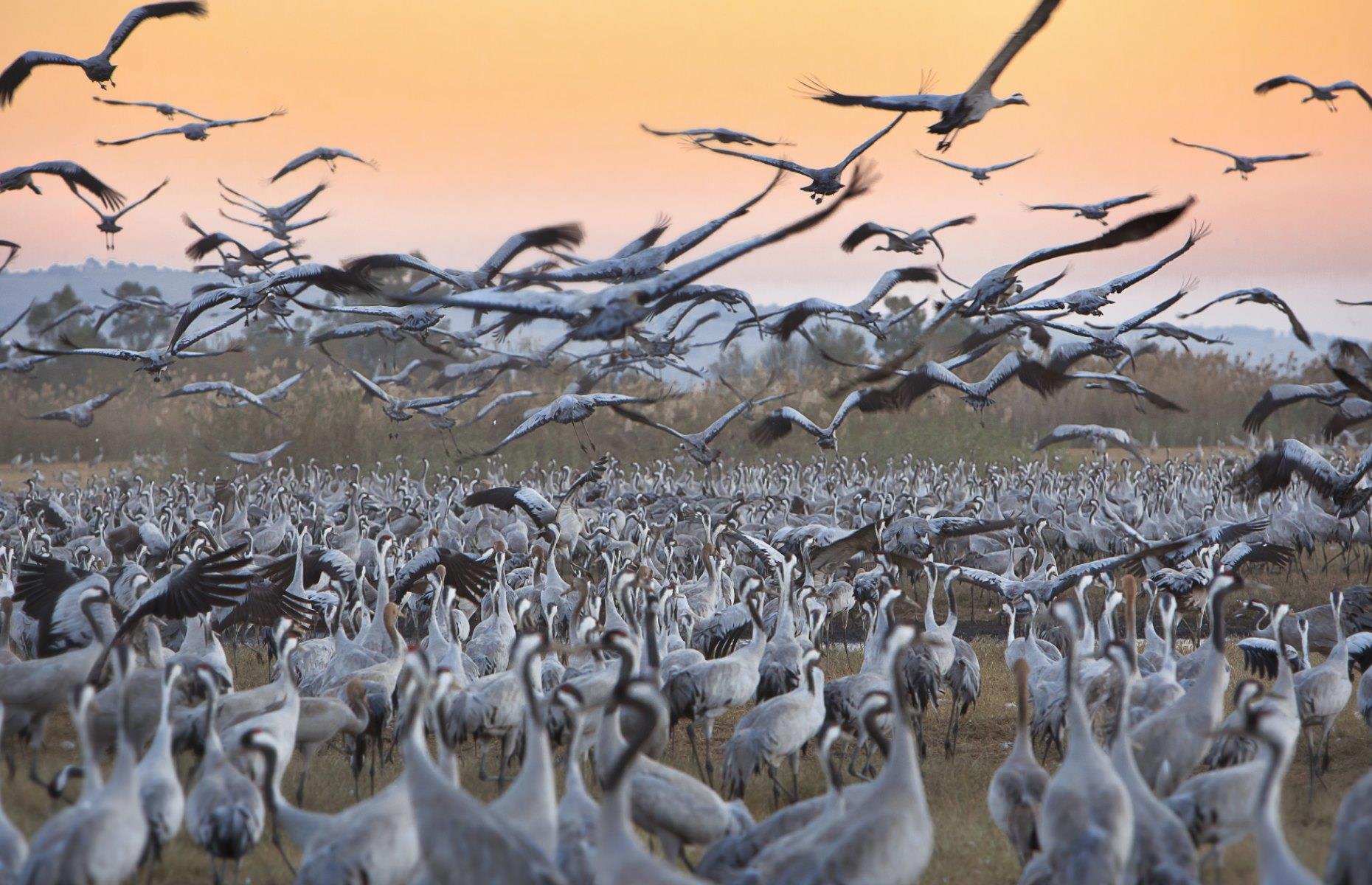Hula Valley