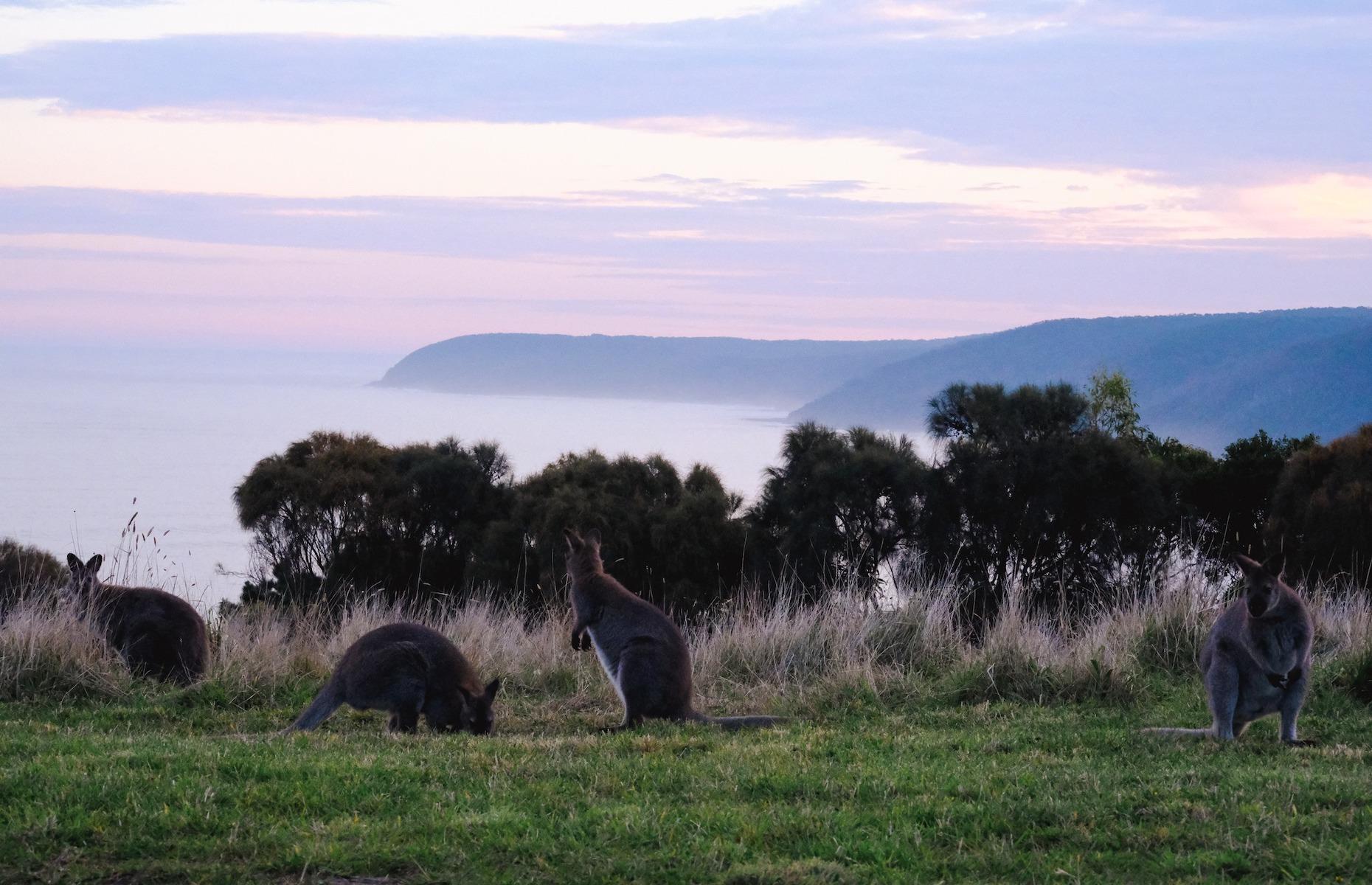 2. Walk under koalas, Apollo Bay, Great Ocean Road, Victoria