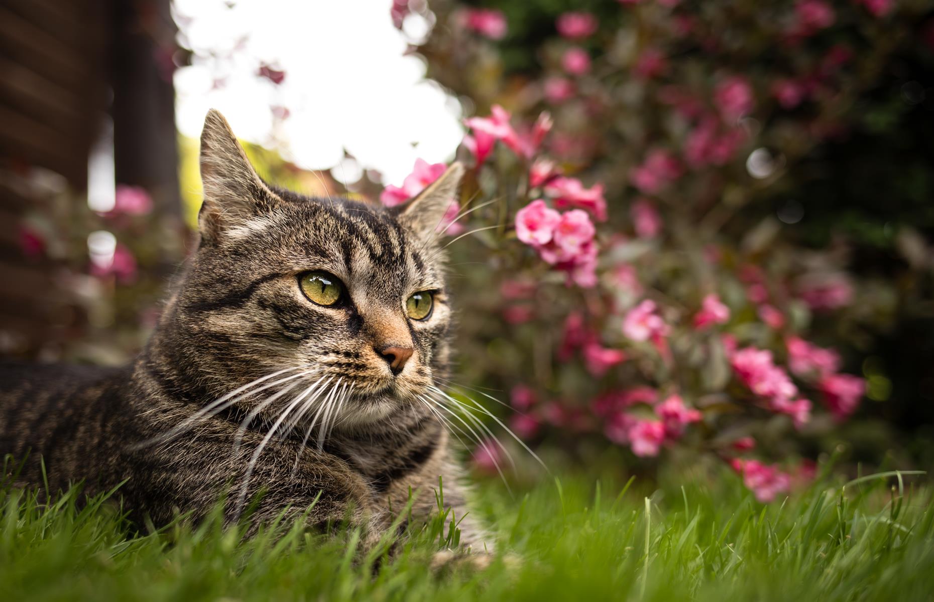 Pet-friendly gardens