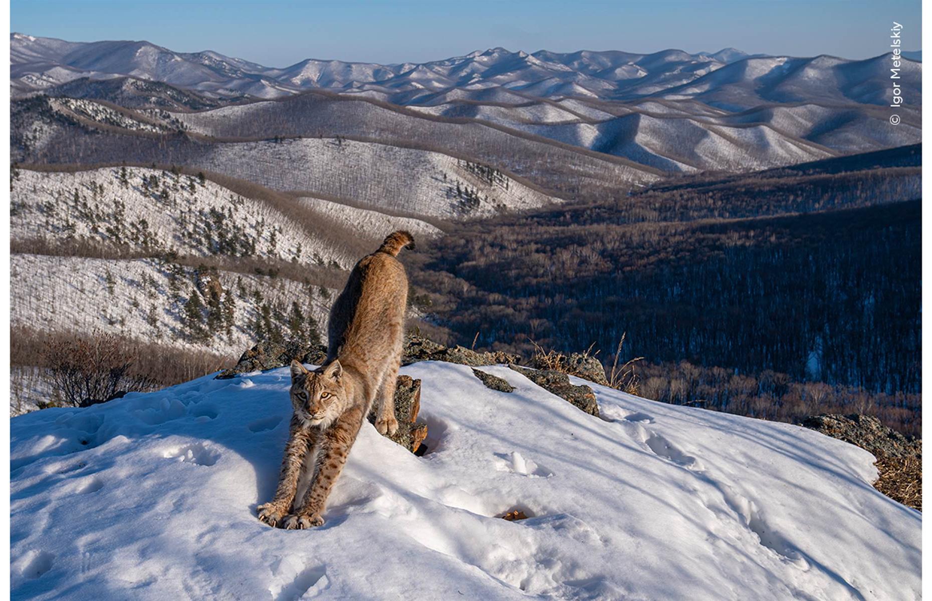 Frontier of the Lynx