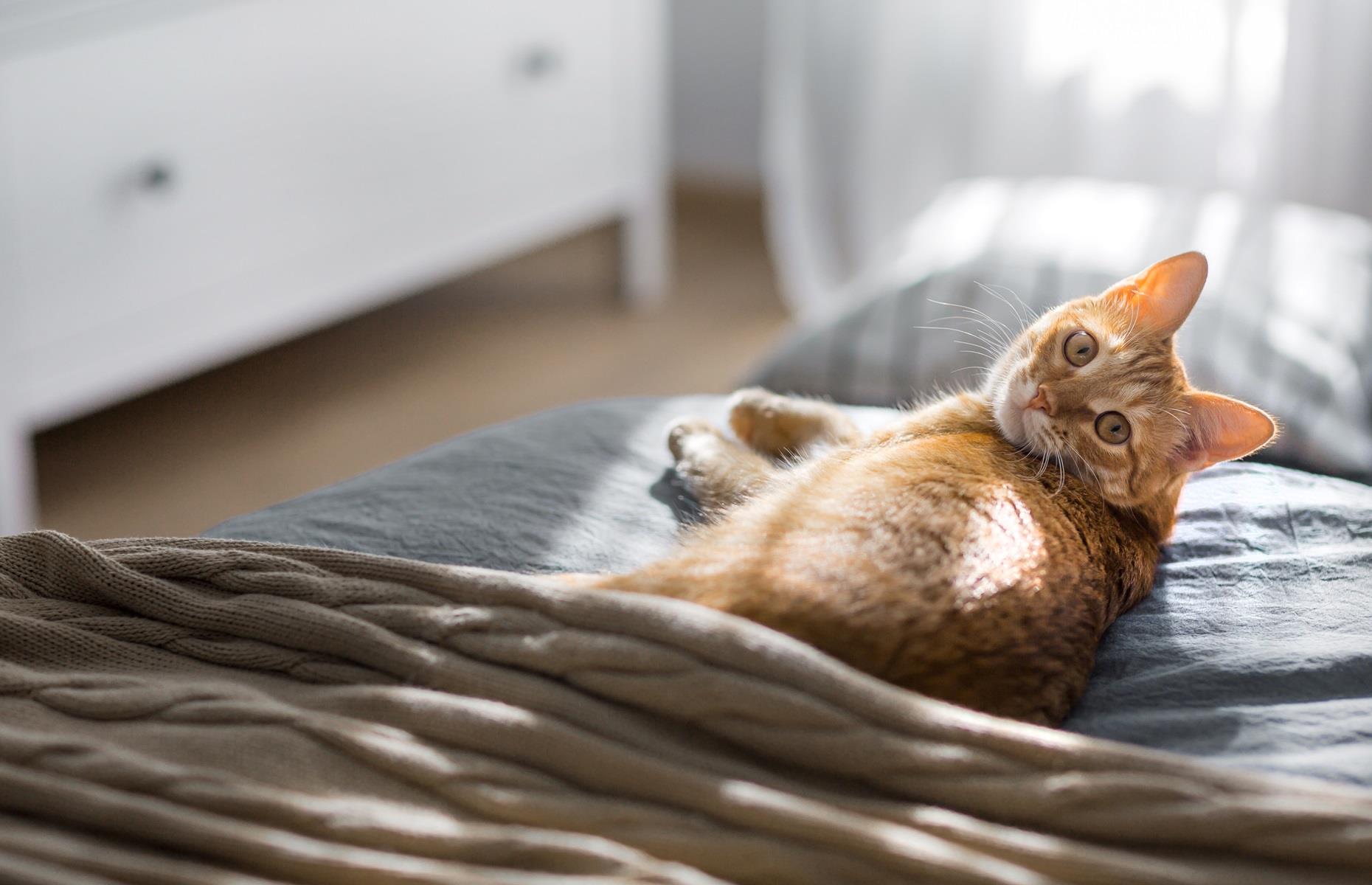 Don't allow pets on the bed